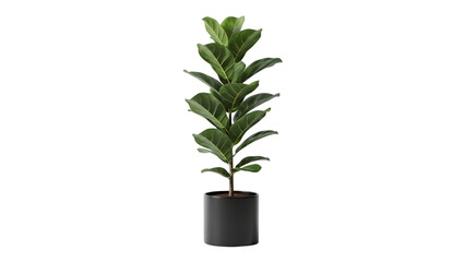 Obraz premium Tall fiddle leaf fig tree in a sleek black pot