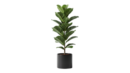 Tall fiddle leaf fig tree in a sleek black pot