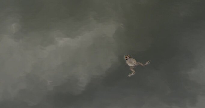 Close-up of a Common toad (bufo bufo) is floating in a pond in spring, Mustavuori, Helsinki, Finland.