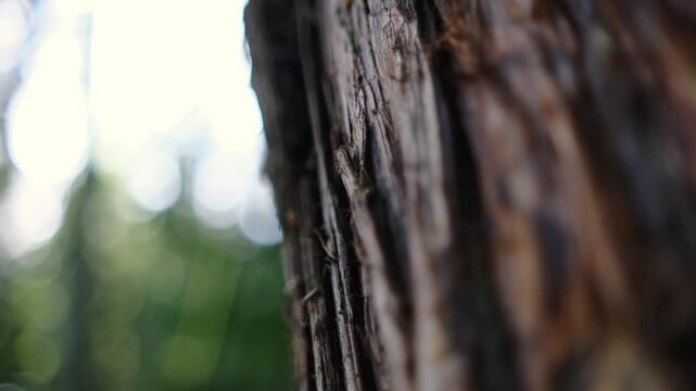 Detailed macro view of natural tree bark texture with bokeh