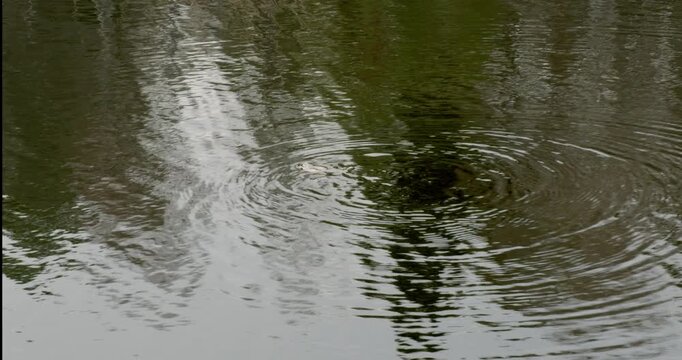 Close-up of a Common toad (bufo bufo) creating ripples on the surface of calm water in spring, Mustavuori, Helsinki, Finland.
