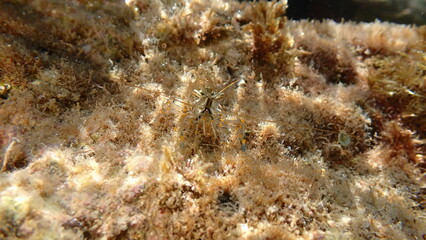 Rockpool prawn or grass prawm (Palaemon elegans) undersea, Ligurian Sea, Italy, Imperia