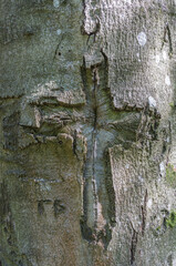 A cross on tree bark. An old scar on beech bark.