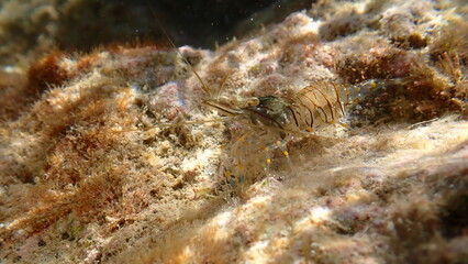 Rockpool prawn or grass prawm (Palaemon elegans) undersea, Ligurian Sea, Italy, Imperia