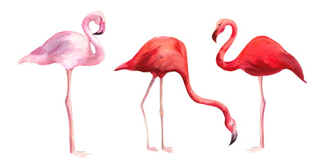 Set of watercolor illustrations of pink flamingos isolated on a white background. Tropical bird with vibrant plumage © Tatyana Sidorova