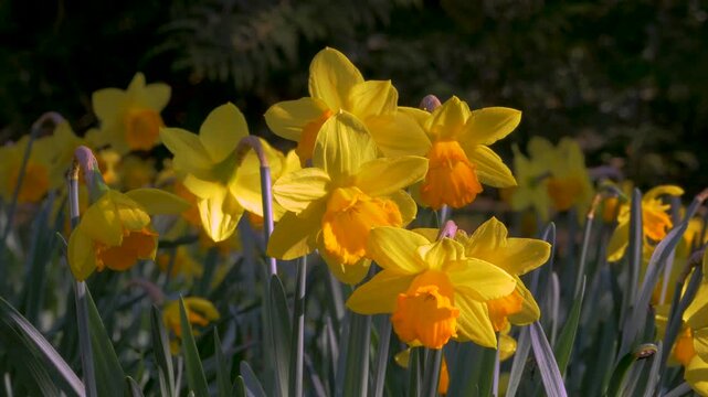 daffodils, yellow spring flowers lit in bright sunlight against shaded background of more flowers, bouncing in breeze