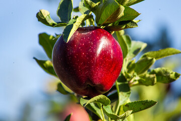 Red Apple