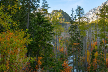 Beautiful autumn colors in one of the valleys in High Tatras