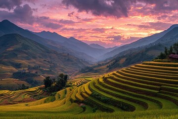 Fototapeta premium Farmers harvest rice on terraced fields during sunset in mountain landscape in Southeast Asia