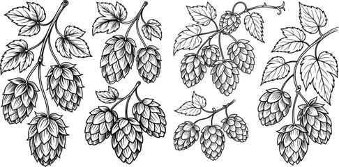 Vintage Hops Cone Botanical Line Art Illustration.