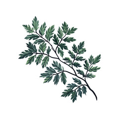 Fototapeta premium Illustration Of Green Fern Leaves. Botanical Art And Nature Aesthetics. Isolated On Transparent Background