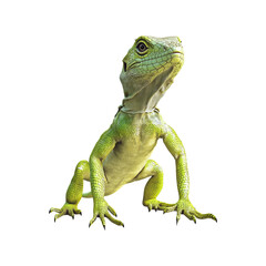 Obraz premium Green Lizard. Reptile Symbolizing Nature And Wildlife Conservation. Isolated On Transparent Background