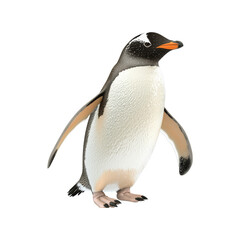 Fototapeta premium Gentoo Penguin Illustration. Antarctic Wildlife And Marine Life Representation. Isolated On Transparent Background