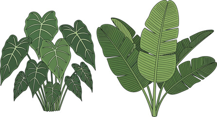 Illustration of tropical foliage featuring vibrant green banana and monstera leaves on white © CreativeAkash099