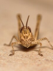 Macro World: Grasshopper in Focus