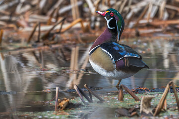 Closeup of a male wood duck near a pond.