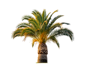 Lush Green Palm Tree with Textured Trunk Isolated on Black Background Keywords: palm tree, tropical, plant, nature, foliage