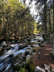 Forest stream flowing through dense evergreen woodland with mossy rocks and soft sunlight filtering through trees.