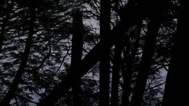 Dark tree silhouettes against twilight sky in atmospheric forest