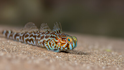 A stunningly detailed close-up of a vibrantly patterned fish on the seabed