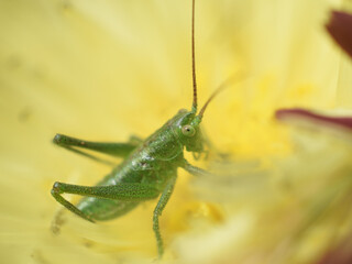 Close-up of a green bush-cricket sitting on the yellow flower