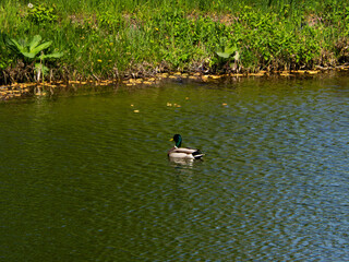 The wild duck floats freely in the lake.