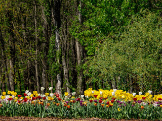 Vibrant tulip fields in bloom. International Women's Day, March 8th, IWD. Mother's Day, Mothering Sunday