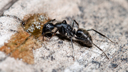 ant on the ground