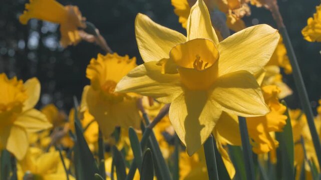 daffodil, low angle close up of yellow flower in bright sunshine, bouncing around in a breeze