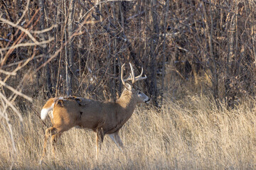Buck Whitetail Deer During the Rut in Autumn in Colorado