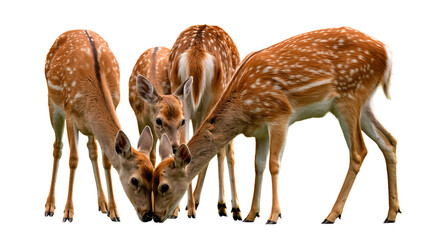 Four young spotted deer fawns grazing together, isolated on transparent background.