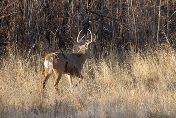 Buck Whitetail Deer During the Rut in Autumn in Colorado