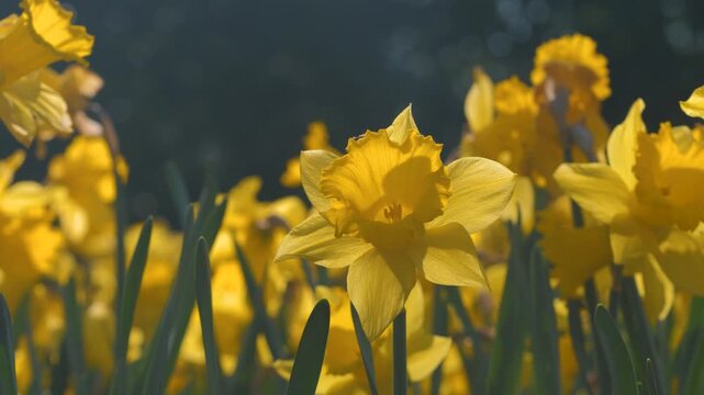 daffodil, low angle close up of a yellow flower moving around in breeze, surrounded by other daffodils