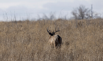 Buck Whitetail Deer During the Rut in Autumn in Colorado