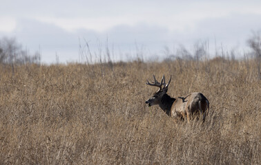 Buck Whitetail Deer During the Rut in Autumn in Colorado