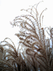 Obraz premium Cape Cod Common Reed, or Silver Grass plants, wave their seeds in the winter wind, forming a fluffy nature background with geometrically curved, slanted lines of texture and light.