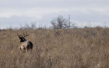 Buck Whitetail Deer During the Rut in Autumn in Colorado
