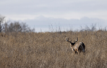 Buck Whitetail Deer During the Rut in Autumn in Colorado