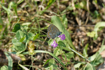 Common blue (Polyommatus icarus) Butterfly sitting on a pink flower in Zurich, Switzerland