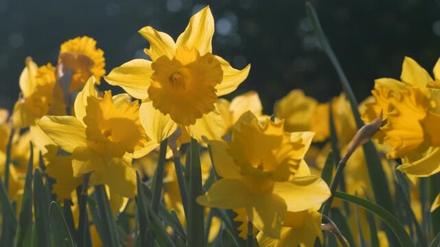 daffodils, line of yellow flowers in sunny weather, moving around in breeze, low angle close up