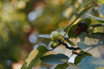 Fig branch with green fig and a single ripe fig beside sunlit leaves, closeup with bokeh background showcasing late summer harvest, organic orchard mood for gardening and food styling.