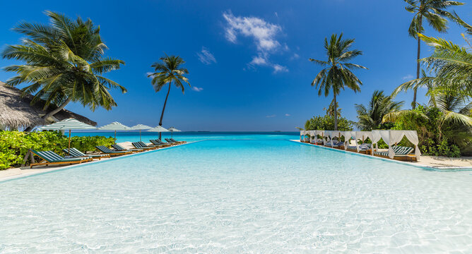 Luxury beach resort infinity pool landscape. Summer vacation destination with tall palm trees and empty sun loungers. This idyllic tropical travel scene and peaceful relaxation background picture