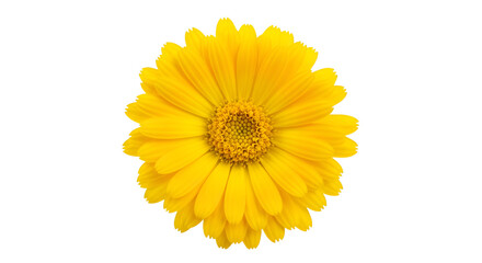 Fototapeta premium Bright Yellow Daisy Flower Isolated on Black Background