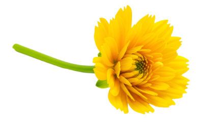 Bright Yellow Flower with Green Stem on Black Background