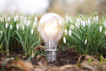 Light bulb shinning in snowdrop flower meadow, renewable solar energy, protect nature and planet earth, environment and ecology