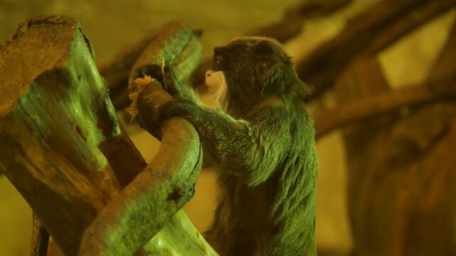 Zoo animals