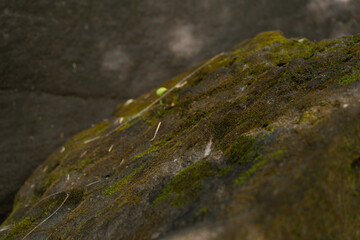 moss on rock