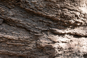 bark of a tree