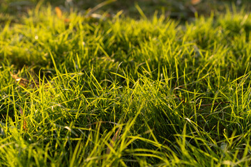 green grass background