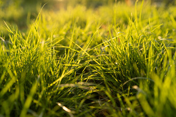 green grass background